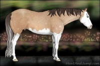 Horse Color:Amber Champagne Splash 