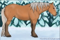 Horse Color:Silver Bay 