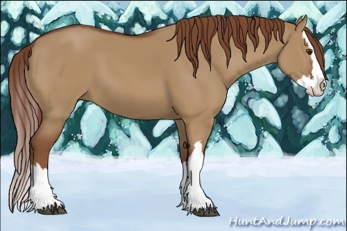 Horse Color:Red Dun Splash 