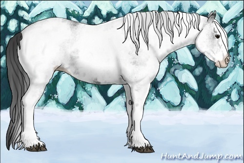Horse Color:White Spotted Black 