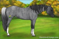 Horse Color:White Spotted Blue Roan