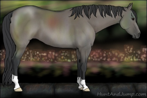 Horse Color:Grullo