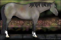 Horse Color:Grullo 