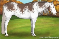 Horse Color:White Spotted Silver Black 