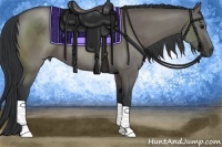 Horse Color:Grullo 