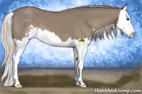 Horse Color:Silver Grullo Sabino Splash 