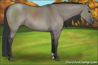 Horse Color:Grullo Rabicano 