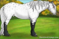 Horse Color:Silver Bay Chinchilla Near Leopard 