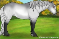 Horse Color:Silver Bay Chinchilla 