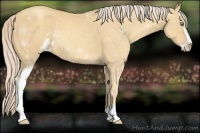 Horse Color:Gold Cream Champagne Sabino Rabicano