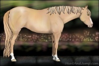 Horse Color:Gold Champagne Sabino 
