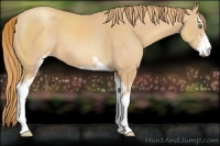Horse Color:Gold Champagne Sabino 