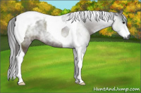 Horse Color:Gray Bay Tobiano 