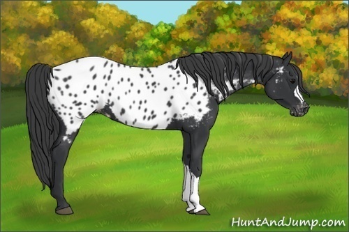 Horse Color:Black Appaloosa 