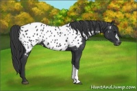Horse Color:Black Appaloosa 