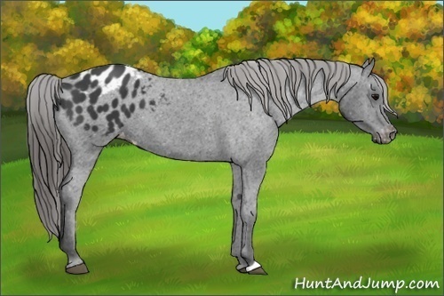 Horse Color:Black Appaloosa 