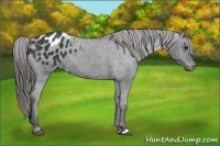 Horse Color:Black Appaloosa