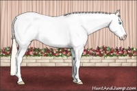Horse Color:White Spotted Perlino Varnish 