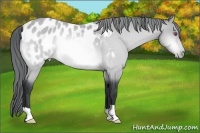 Horse Color:Bay Chinchilla Appaloosa
