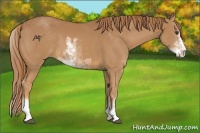 Horse Color:Chestnut Sabino