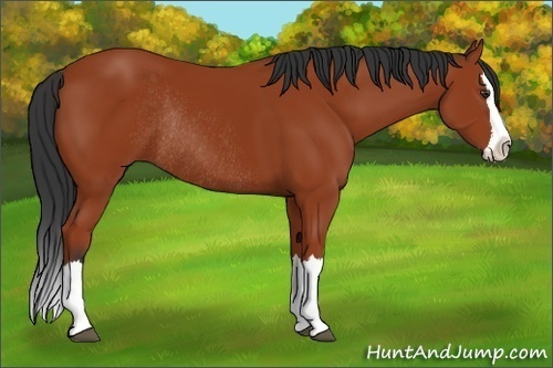 Horse Color:Bay Sabino Splash Rabicano 