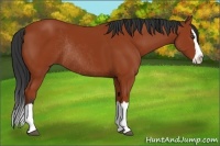 Horse Color:Bay Sabino Splash Rabicano