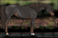 Horse Color:Liver Chestnut Rabicano