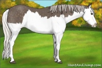 Horse Color:Silver Black Splash