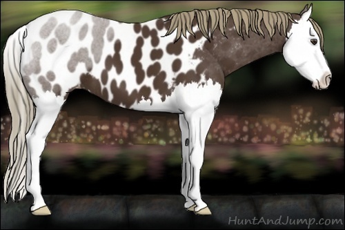 Horse Color:Liver Chestnut Splash Appaloosa 
