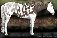 Horse Color:Liver Chestnut Splash Appaloosa