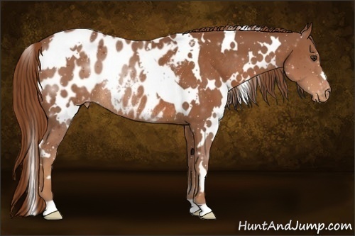 Horse Color:White Spotted Chestnut Blanket Rabicano 