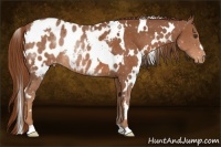 Horse Color:White Spotted Chestnut Blanket Rabicano 