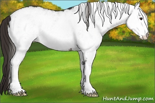 Horse Color:White Spotted Liver Chestnut Rabicano 