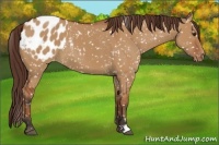 Horse Color:Bay Dun Appaloosa 