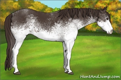 Horse Color:White Spotted Liver Chestnut Rabicano 