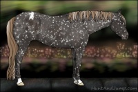 Horse Color:Liver Chestnut Snowflake Varnish 