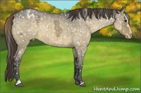 Horse Color:Buckskin Ice Dun Sabino Appaloosa