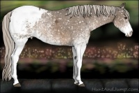 Horse Color:White Spotted Chocolate Palomino Ice Appaloosa