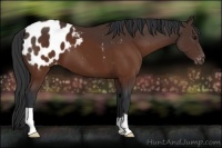 Horse Color:Brown Appaloosa 