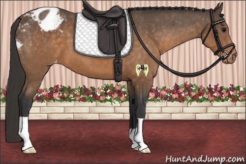 Horse Color:Buckskin Appaloosa