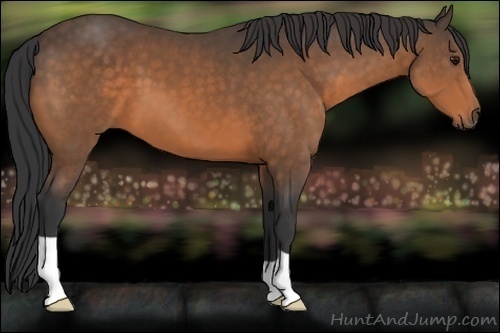 Horse Color:Buckskin 