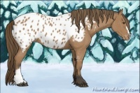 Horse Color:Buckskin Near Leopard 