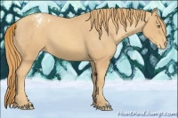 Horse Color:Gold Champagne Appaloosa