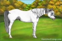 Horse Color:White Spotted Black Splash Tobiano Frame Varnish