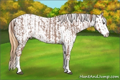 Horse Color:Red Roan Sabino Splash  and Buckskin Appaloosa 