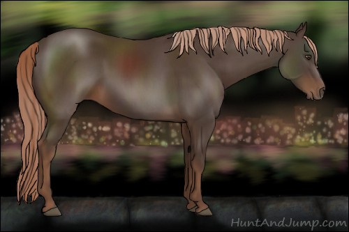 Horse Color:Liver Chestnut 