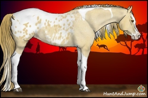 Horse Color:Buckskin Dun Sabino Splash Tobiano Appaloosa Rabicano 