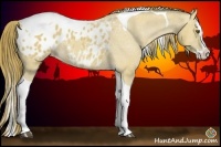 Horse Color:Buckskin Dun Sabino Splash Tobiano Appaloosa Rabicano