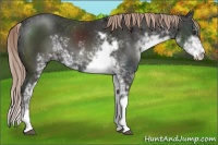 Horse Color:Liver Chestnut Sabino 
