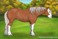 Horse Color:Silver Bay Sabino Splash Rabicano